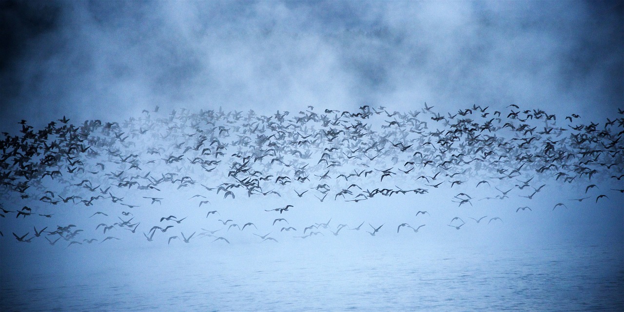 Notes from a Reservoir Edge: Watching Waterbirds in Winter Light