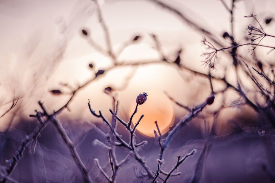 The Quiet Drama of a Winter Hedgerow: Notes from a Frosty Morning